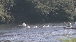 Rhodia employees chasing a swan off Rattlechain lagoon