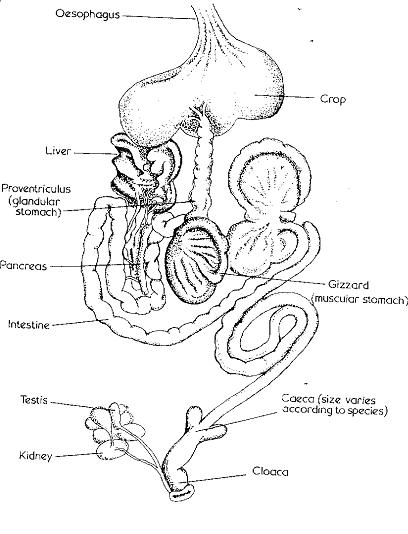 Diagram of internal digestive organs in a gizzard species bird(from ‘First Aid & Care of Wild Birds’ by J.E.Cooper & J.T.Eley)