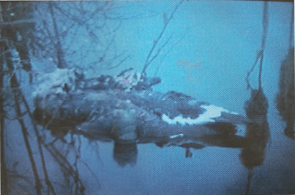 predated goose